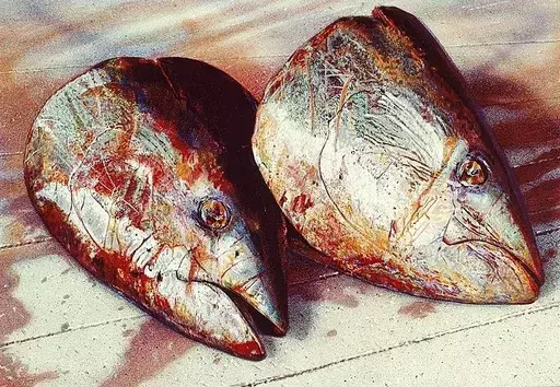 Hugo SCHUHMACHER - Dessin-Aquarelle - Thunfischköpfe