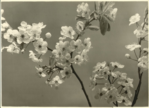 Max BAUR - Fotografia - (Flowers)