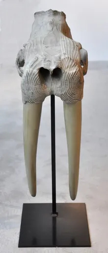 Quentin GAREL - Sculpture-Volume - Crâne de Morse