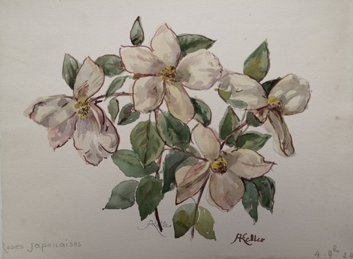 Alfred KELLER - Drawing-Watercolor - Roses japonaises