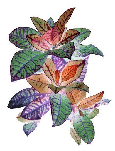 Sumit MEHNDIRATTA - Stampa-Multiplo - Heavenly plants No.6