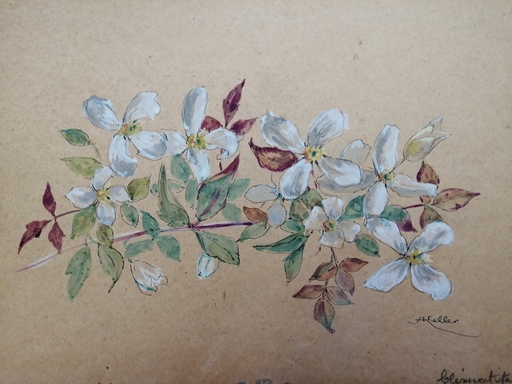 Alfred KELLER - Drawing-Watercolor - Clématite