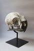 Quentin GAREL - Skulptur Volumen - Crâne de Perruche ondulée