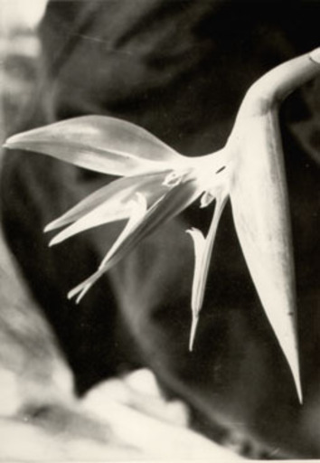 Albert RENGER-PATZSCH - Fotografia - Strelitzia reginae