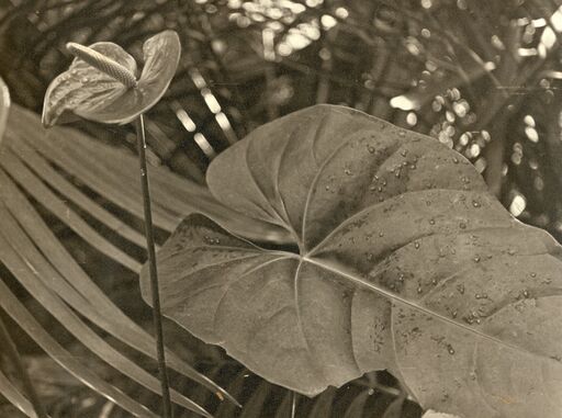 André STEINER - Photo - Anthurium flower