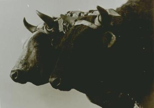Martín CHAMBI - Fotografia - Cusco ( Heads of two cows in profile)