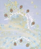 Carlo VANCHIERI - Gemälde - i fiorellini 