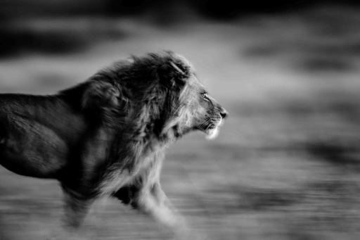 Michel GHATAN - Fotografia - Panthera Leo