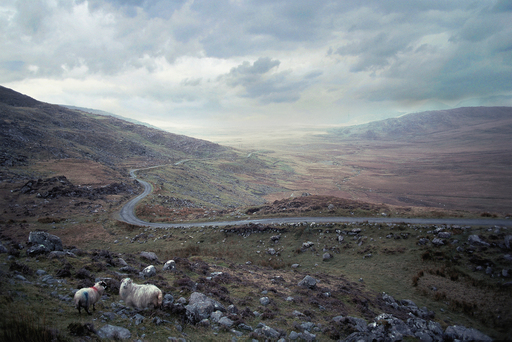 Michael K. YAMAOKA - Photography - Sheep Near Shannon, Ireland 