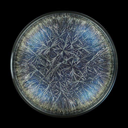 Seb JANIAK - Fotografia - Morphogenetic Field - Dandelion (Pissenlit) 