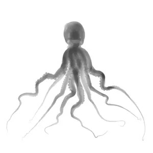 Nick VEASEY - Photography - Octopus Obscura