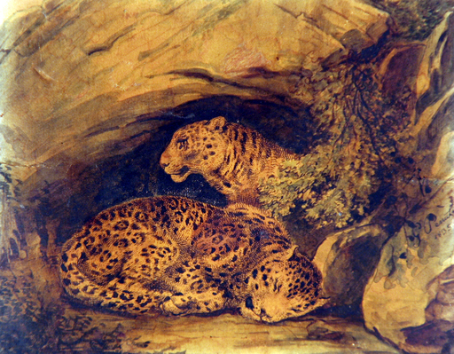 Giuseppe PENUTI - Dibujo Acuarela - La tana dei ghepardi