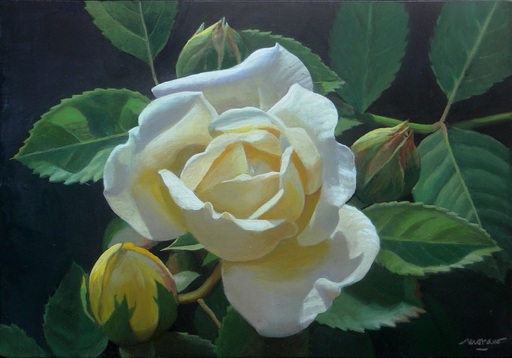Antonio MORANO - Gemälde - Rosa blanca al sol