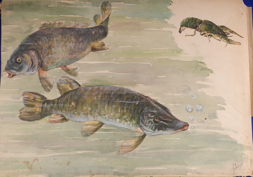 István SZÖNYI - Drawing-Watercolor - Pike, carp and crayfish