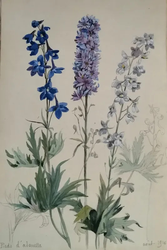Pieds D Alouette Botanique By Alfred Keller Buy Art Online Artprice