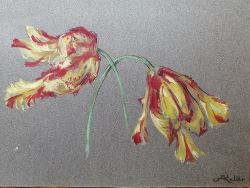 Alfred KELLER - Dibujo Acuarela - Tulipes
