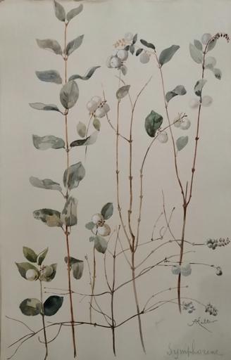 Alfred KELLER - Dibujo Acuarela - Symphorine - Botanique