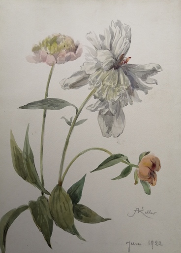 Alfred KELLER - Drawing-Watercolor - Pivoines