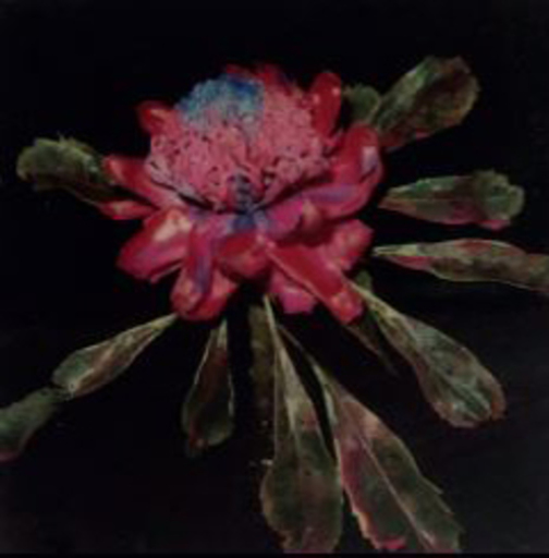 Nobuyoshi ARAKI - Photography - Polaroid flower