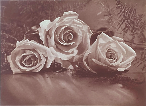 Harold Leroy HARVEY - Fotografie - Roses, Still Life