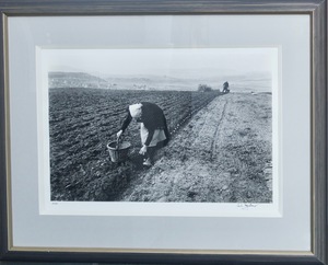 Carl MYDANS - 照片 - Potato Planting