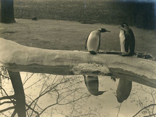 André STEINER - Photo - Penguins