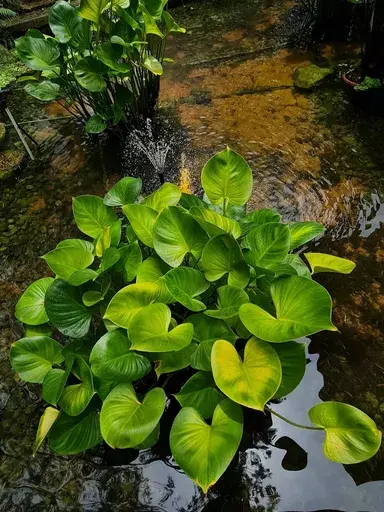 Jess HON - Fotografie - Cluster of Pretty Peace Lilly In the Pond