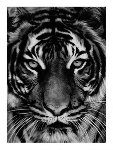 Robert LONGO - Estampe-Multiple - Untitled (Tiger)