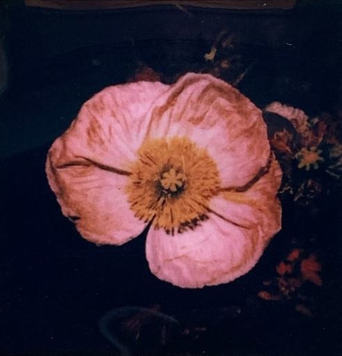 Nobuyoshi ARAKI - Photo - Flower