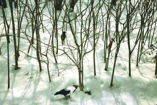Abbas KIAROSTAMI - Photo - Trees and Crows 36