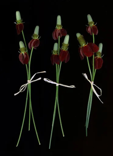 Claudia TOUTAIN-DORBEC - 照片 - Mexican Hat