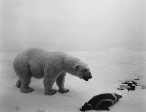 Hiroshi SUGIMOTO - Fotografie - Polar Bear