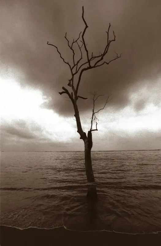 "Trees die standing up" Alejandro Casona by Sergio VALLE DUARTE buy