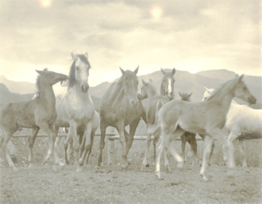 Max BAUR - Photography - (horses)
