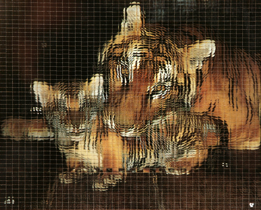 Babken STEPANIAN - Painting - Bengal tigers