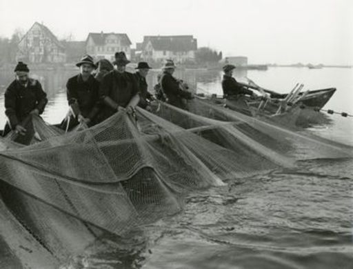 Hans BAUMGARTNER - Fotografia - Segifischer in Ermatingen