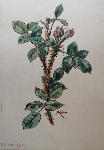 Alfred KELLER - Drawing-Watercolor - Roses