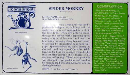 Mark DION - Scultura Volume - Spider Monkey