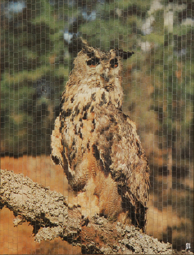 Babken STEPANIAN - Painting - Owl