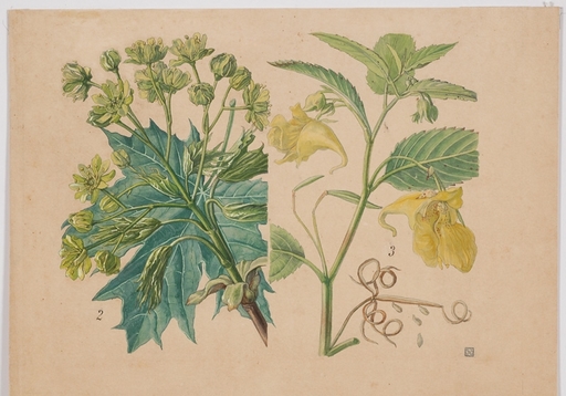 Otto SOLTAU - Dibujo Acuarela - "Botanical Study" by Otto Soltau, ca 1910