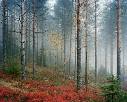 Charles XELOT - Photo - Forêt rouge