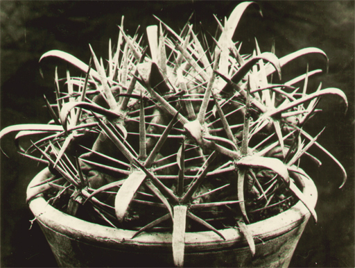Albert RENGER-PATZSCH - Photography - Echinocactus corniger