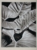 Kipton KUMLER - Photography -  Portfolio of Plants, Succulent Plant, Wellesely