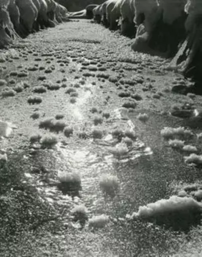 Otto FURTER - Fotografie - Eisblumen auf dem zugefrorenen Bach.