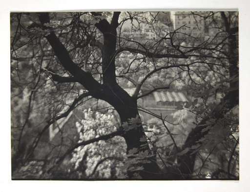 Josef SUDEK - Fotografia - Pommiers en fleurs à Pétrin - Apple tree in Petrin
