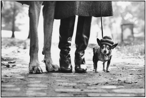 Elliott ERWITT - Fotografie - New York Dog Legs
