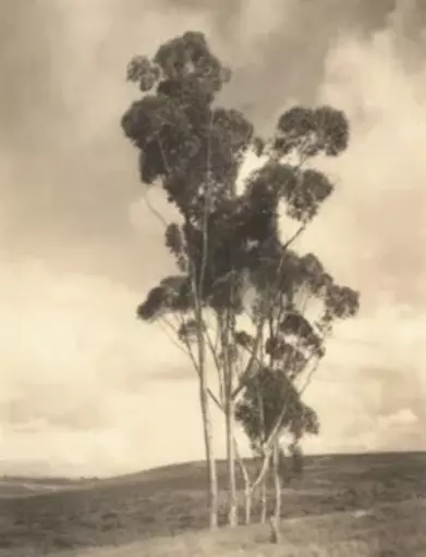 Léopold HUGO - 照片 - (trees)