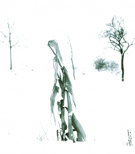 Vilém REICHMANN - Photography - cycle of metamorphosis, (Corn in the snow)