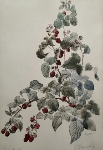 Alfred KELLER - Dibujo Acuarela - Framboise - Botanique