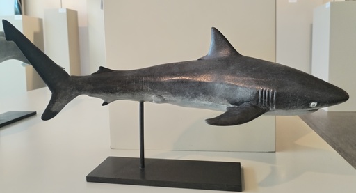 Damien COLCOMBET - Sculpture-Volume - Requin gris des récifs